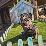 Blue is registered to the contest to win money with this photo: dog, french_bulldog, puppy, grass, dog_house, fence, outdoor, sunlight, flower, yellow_tulip, wood, pet, collar, leash, happy, cute, animal, small_dog, green, rustic