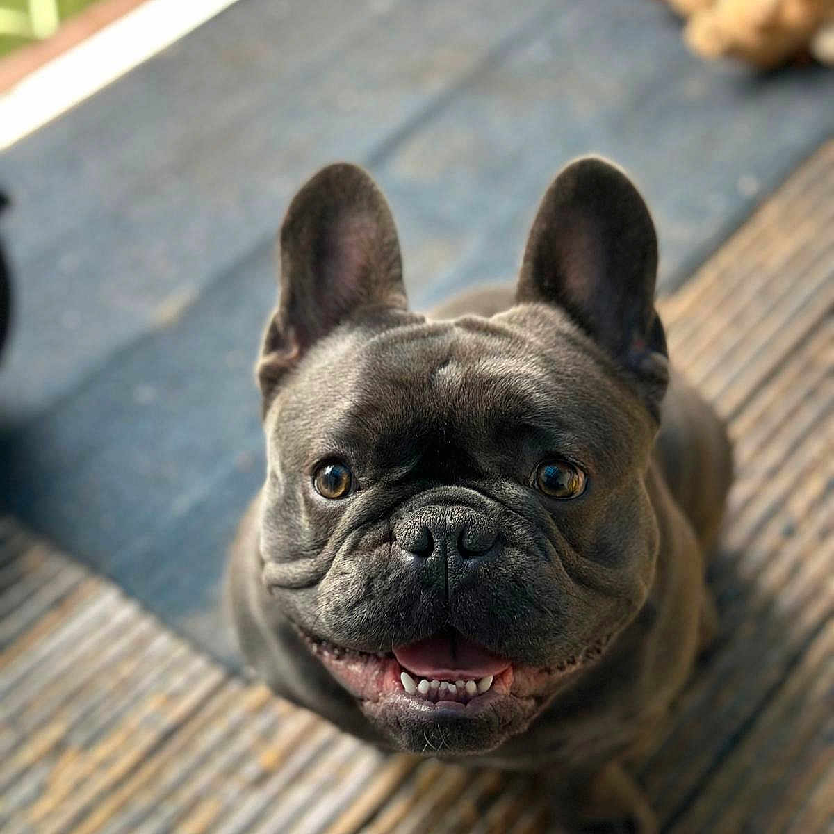 Blue joined the competition — help win amazing prizes! animal, blurred_background, closeup, companion, cute, dog, domestic_animal, ears, face, french_bulldog, friendly, fur, indoor, looking_up, pet, smiling, teeth, tongue, toy, wooden_floor