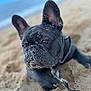 Blue joined the competition — help win amazing prizes! dog, french_bulldog, sand, beach, closeup, pet, animal, outdoor, black_dog, ears, snout, leash, collar, portrait, cute, fur, canine, relaxed, daytime, nature