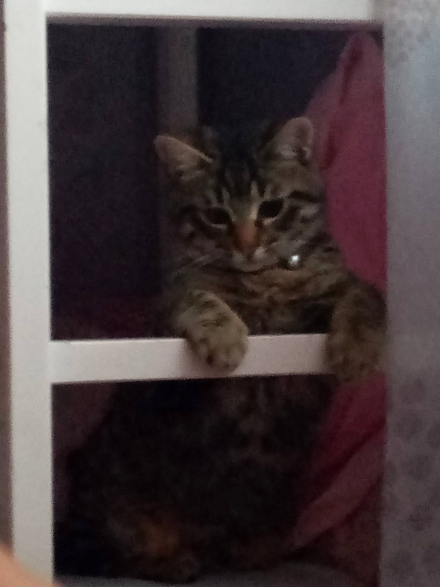 Kirikou participe au concours pour gagner de l'argent avec cette photo : art, box, carnivore, cat, cat_supply, domestic_short_haired_cat, felidae, fur, grey, paw, rectangle, room, small_to_medium_sized_cats, snout, tail, terrestrial_animal, visual_arts, whiskers, window, wood