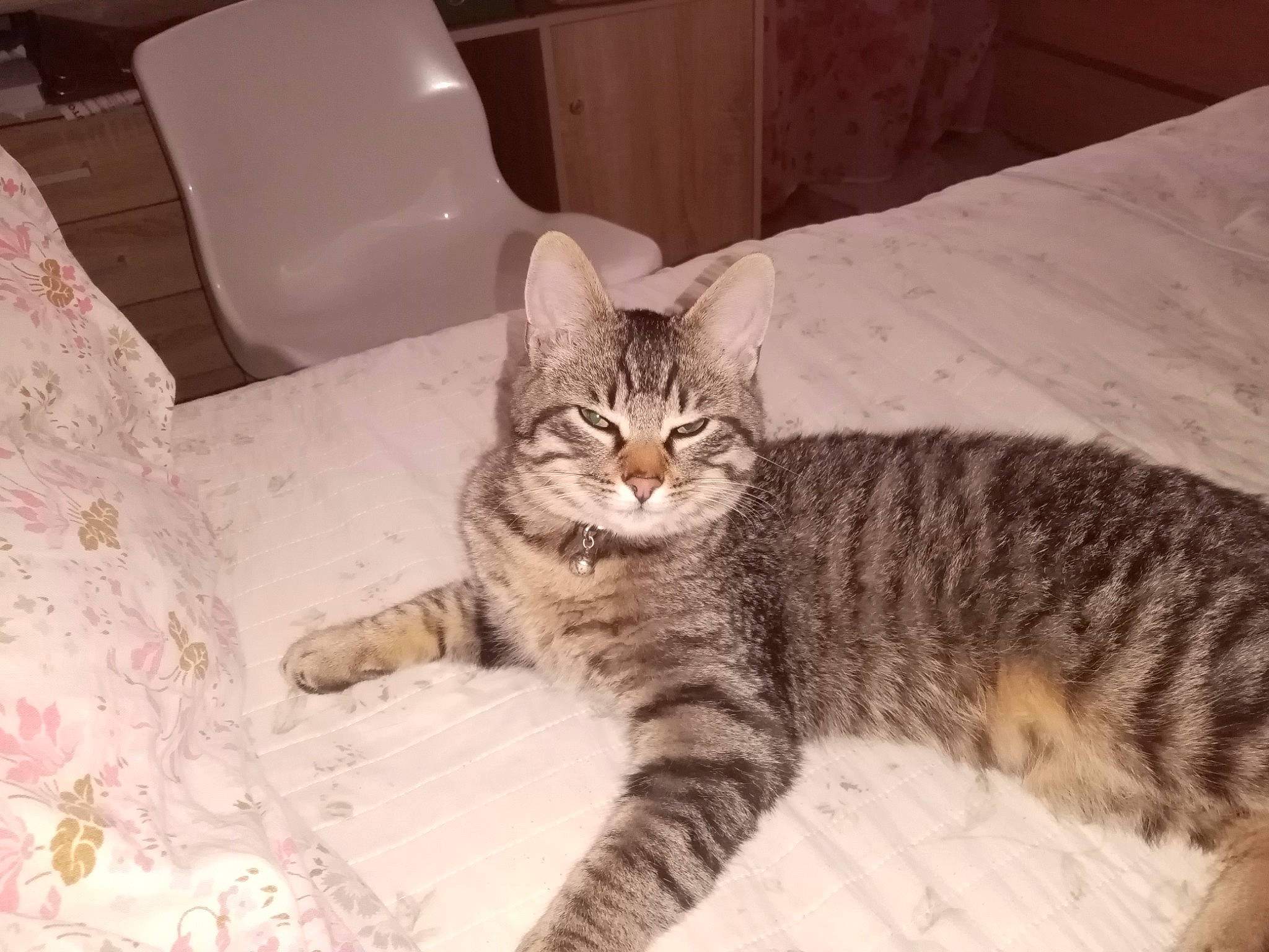 Kirikou a rejoint le concours — aidez-le/la à gagner de superbes lots ! carnivore, cat, chair, claw, comfort, domestic_short_haired_cat, felidae, fur, houseplant, paw, small_to_medium_sized_cats, snout, tail, terrestrial_animal, whiskers