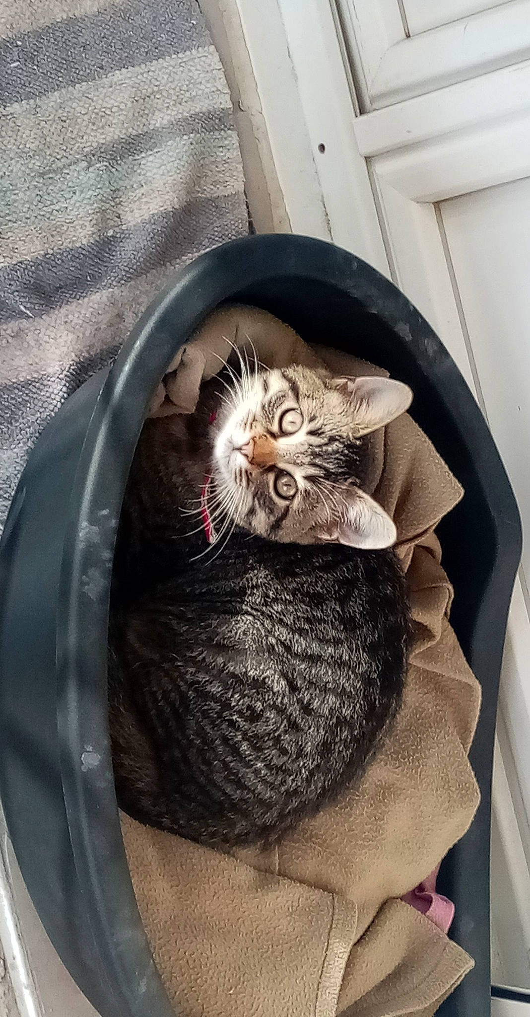 Kirikou a rejoint le concours — aidez-le/la à gagner de superbes lots ! basket, carnivore, cat, cat_bed, cat_supply, comfort, domestic_short_haired_cat, felidae, fur, grey, plant, small_to_medium_sized_cats, snout, tail, thread, toy, whiskers, window, wool, woolen