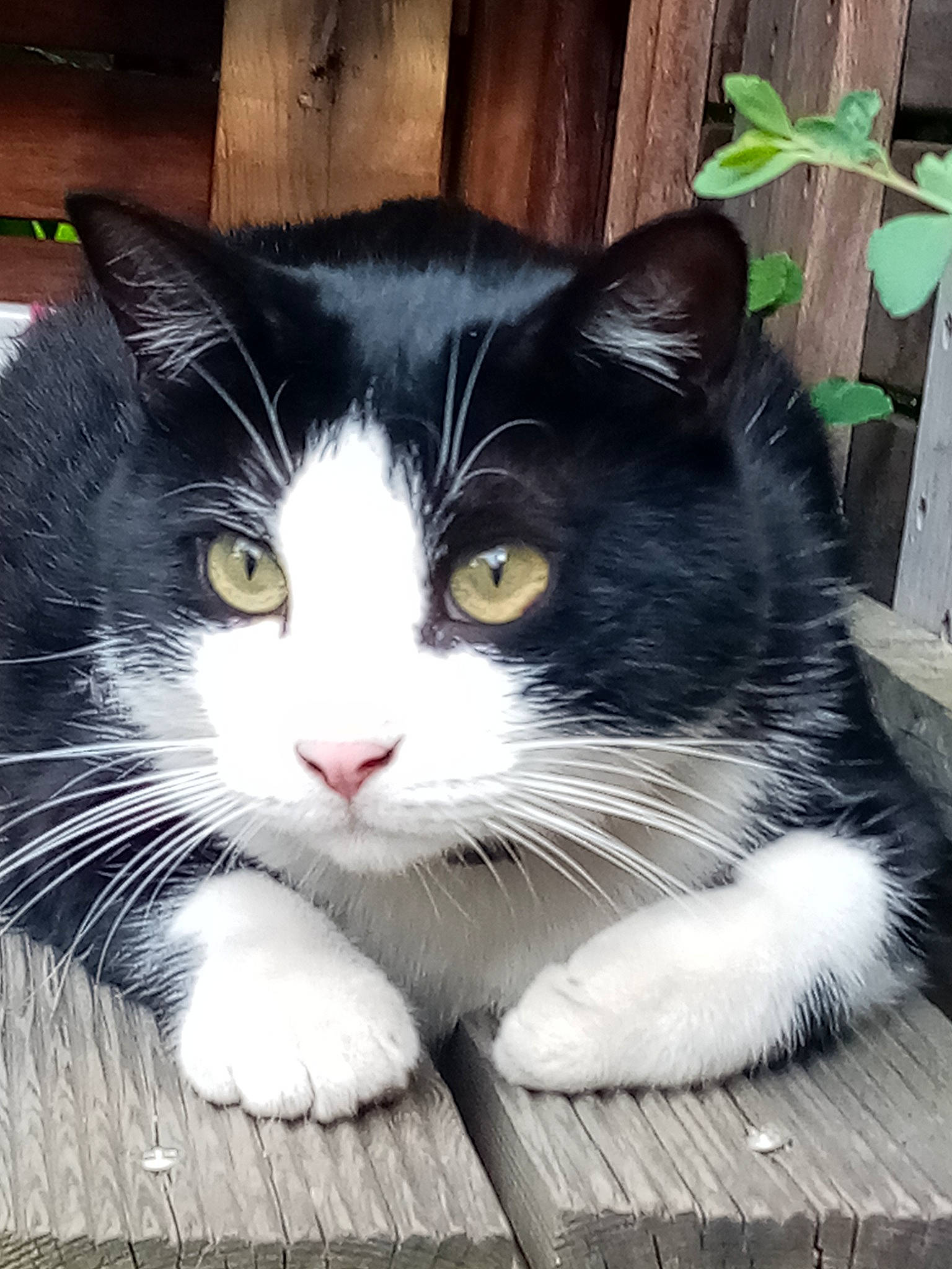 Tchi a rejoint le concours — aidez-le/la à gagner de superbes lots ! carnivore, cat, claw, comfort, domestic_short_haired_cat, eye, felidae, fur, iris, mammal, paw, plant, sitting, small_to_medium_sized_cats, snout, tail, tree, vertebrate, whiskers, window