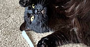 Oliver is registered to the contest to win money with this photo: cat, black_cat, fluffy, feline, pet, animal, yellow_eyes, whiskers, paws, fur, lying_down, upside_down, carpet, indoor, playful, relaxed, curious, portrait, close_up, white_object