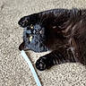 cat, black_cat, fluffy, feline, pet, animal, yellow_eyes, whiskers, paws, fur, lying_down, upside_down, carpet, indoor, playful, relaxed, curious, portrait, close_up, white_object