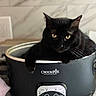 Oliver joined the competition — help win amazing prizes! black_cat, cat, pet, animal, feline, yellow_eyes, whiskers, ears, close_up, portrait, indoor, kitchen, crock_pot, slow_cooker, appliance, countertop, home, lounging, funny, photography