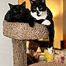 Oliver is registered to the contest to win money with this photo: cats, black_cat, tuxedo_cat, feline, pet, animal, cat_tree, scratching_post, indoor, home, carpeted, lounging, sitting, relaxed, hanging_paw, whiskers, ears, yellow_eyes, black_and_white, portrait