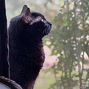 Oliver joined the competition — help win amazing prizes! black_cat, cat, animal, pet, feline, whiskers, ears, fur, profile, sitting, window, windowsill, indoor, outdoor, forest, trees, nature, bokeh, portrait, daylight