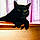 Oliver