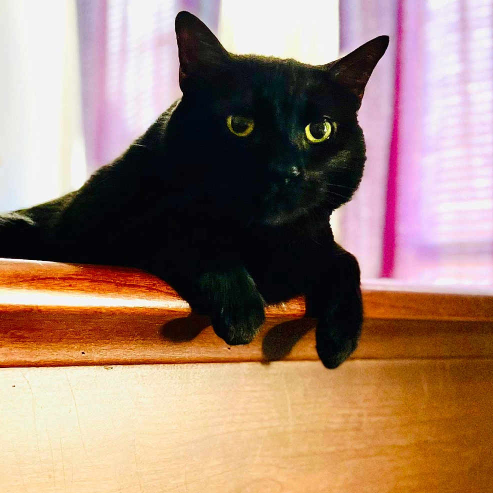 Oliver is registered to the contest to win money with this photo: black_cat, cat, feline, golden_eyes, portrait, close_up, sitting, lounging, wooden_ledge, wood, indoors, window, curtains, pink_curtains, home, pet, whiskers, ears, dramatic_lighting, animal