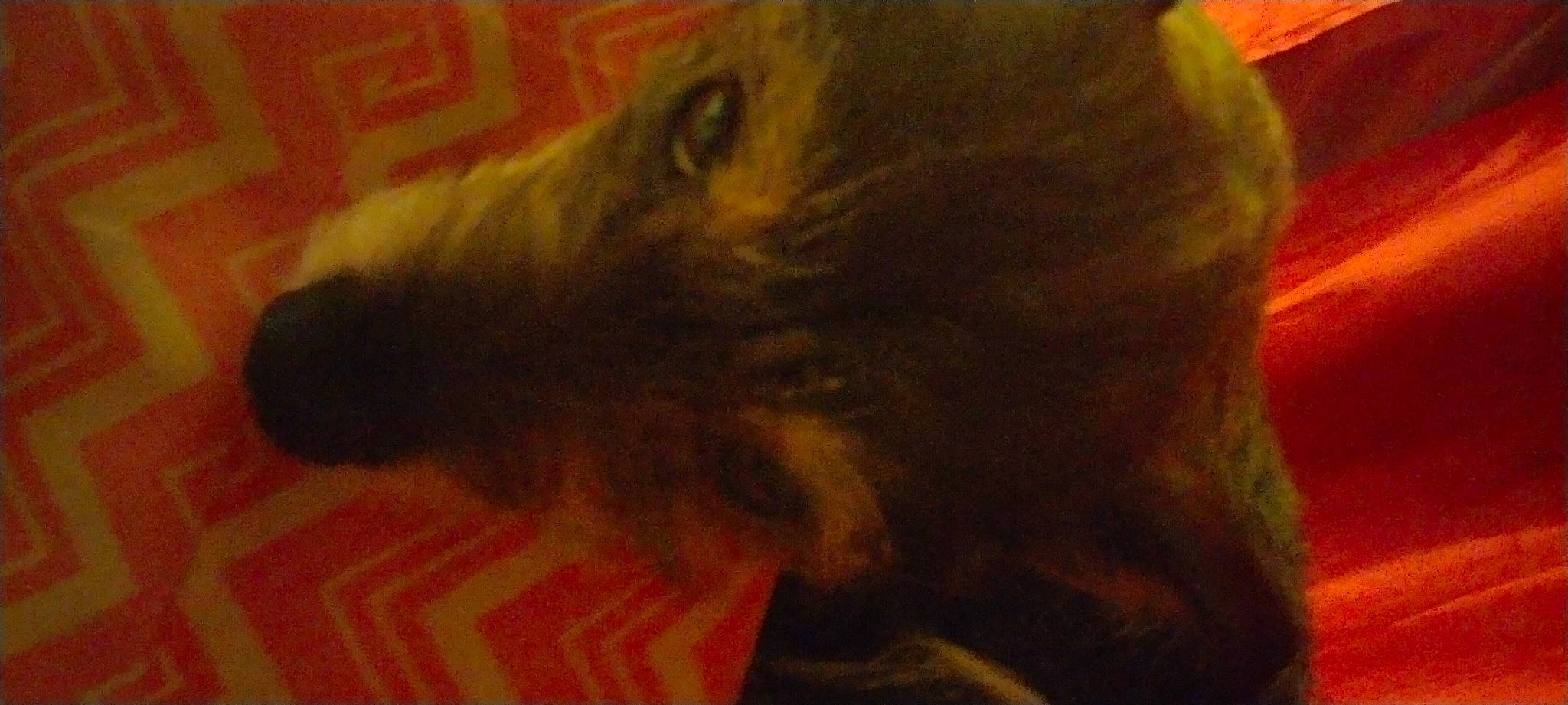 Sapphire joined the competition — help win amazing prizes! canidae, carnivore, companion_dog, dog, dog_breed, ear, fawn, fur, liver, paw, small_terrier, snout, spaniel, sporting_group, tail, terrier, toy_dog, whiskers, wood, working_animal