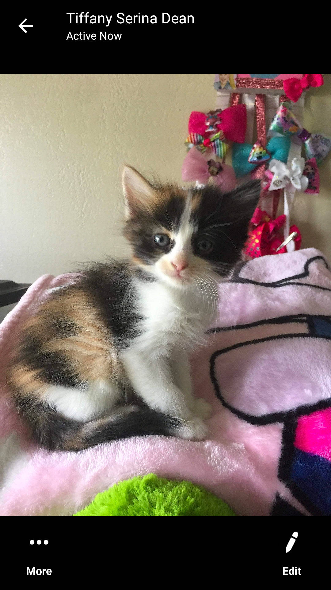 Dopey is registered to the contest to win money with this photo: asian, carnivore, cat, domestic_short_haired_cat, felidae, kitten, maine_coon, mammal, norwegian_forest_cat, photo_caption, polydactyl_cat, ragamuffin, ragdoll, small_to_medium_sized_cats, vertebrate, whiskers