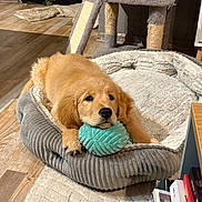 Alma participe au concours pour gagner de l'argent avec cette photo : golden_retriever, puppy, dog, pet_bed, toy, indoor, wooden_floor, cat_tree, furniture, cozy, cute, animal, playing, resting, young_dog, fluffy, domestic_animal, floor_rug, relaxing, home