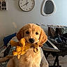 Alma a rejoint le concours — aidez-le/la à gagner de superbes lots ! dog, puppy, golden_retriever, plush_toy, couch, blanket, clock, mirror, keyboard, living_room, home_interior, wooden_floor, furniture, pet, cute, animal, indoor, playing, young, cozy