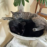 Uno a rejoint le concours — aidez-le/la à gagner de superbes lots ! cat, cats, sleeping, cozy, cat_tree, indoor, furniture, plant, leaf, resting, nap, pet, animal, fur, black_cat, grey_cat, domestic, cute, relaxing, home