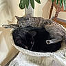 cat, cats, sleeping, cozy, cat_tree, indoor, furniture, plant, leaf, resting, nap, pet, animal, fur, black_cat, grey_cat, domestic, cute, relaxing, home
