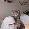 cat, tortoiseshell_cat, pet, indoor, cozy, person, knee, furniture, plant, clock, shelf, home_decor, relaxed, curious, animal, feline, couch, blanket, gray_clothing, living_room