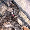 cat, sleeping, tongue_out, feline, cozy, blanket, fur, paw, whiskers, relaxed, cute, pet, animal, domestic, resting, soft, closeup, indoor, calm, adorable