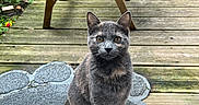 Uno a rejoint le concours — aidez-le/la à gagner de superbes lots ! cat, gray_cat, sitting, wooden_deck, paw_shaped_mat, outdoor, chair, wooden_chair, greenery, pet, animal, looking, curious, domestic_cat, feline, ears, whiskers, floor_mat, daylight, nature
