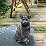 cat, gray_cat, sitting, wooden_deck, paw_shaped_mat, outdoor, chair, wooden_chair, greenery, pet, animal, looking, curious, domestic_cat, feline, ears, whiskers, floor_mat, daylight, nature