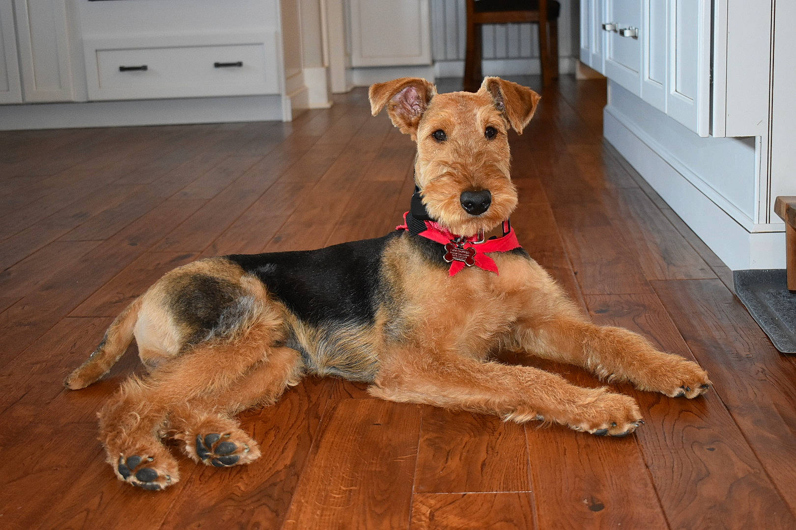 Colonel joined the competition — help win amazing prizes! cabinetry, carnivore, companion_dog, dog, dog_breed, dog_supply, fawn, floor, flooring, fur, hardwood, kitchen_appliance, paw, pet_supply, snout, tail, wood, wood_flooring, wood_stain, working_animal