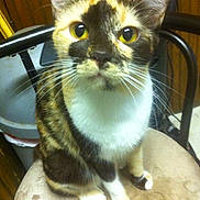 Patches joined the competition — help win amazing prizes! aegean_cat, burmese, cat, cat_like_mammal, domestic_short_haired_cat, kitten, siamese, small_to_medium_sized_cats, snout, whiskers