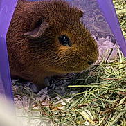 Yoda joined the competition — help win amazing prizes! adaptation, beaver, degu, dormouse, fare, fawn, gerbil, grass, guinea_pig, hamster, mammal, meadow_vole, mouse, muridae, muroidea, organism, rodent, snout, whiskers