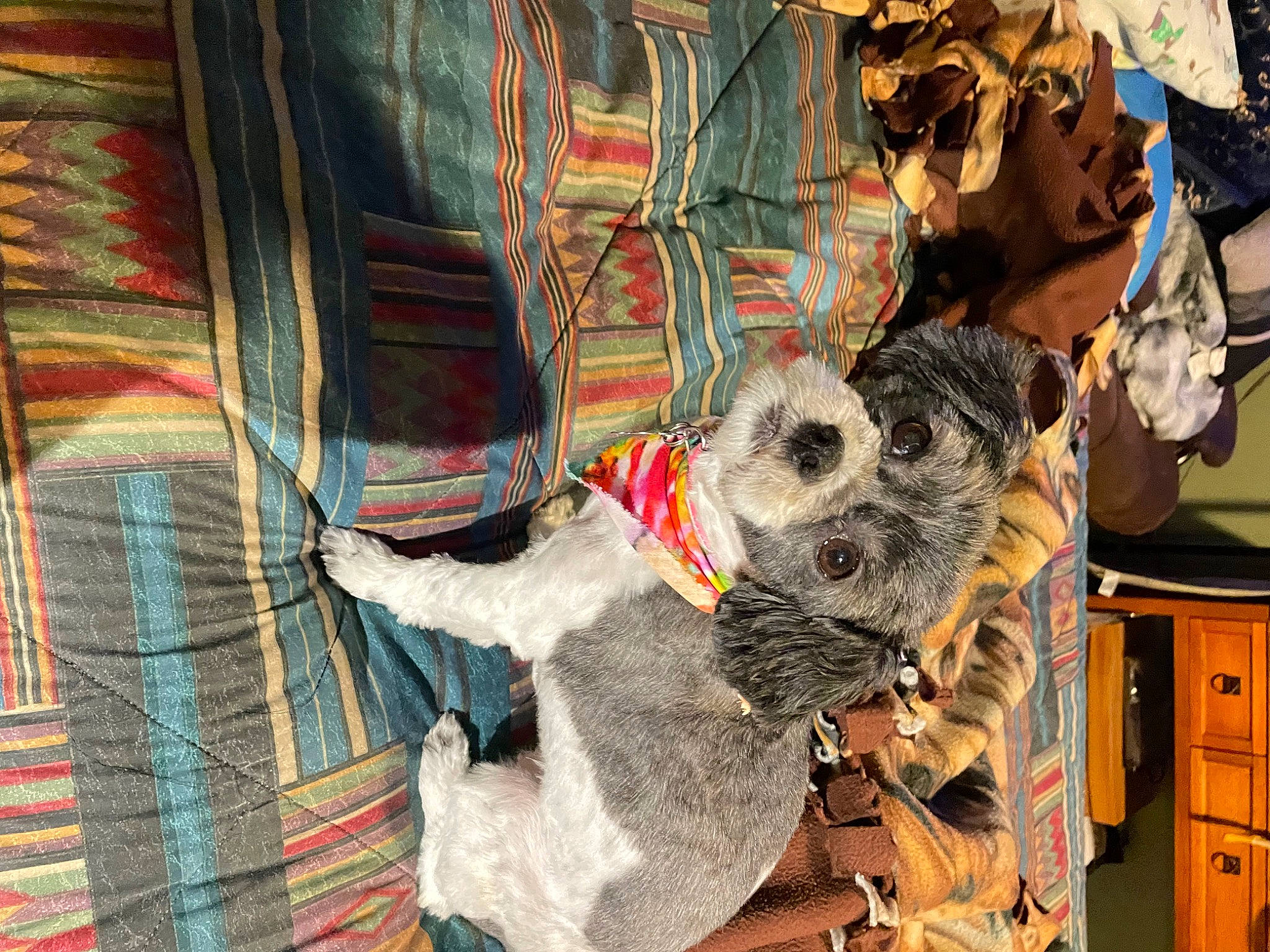 Stella is registered to the contest to win money with this photo: art, cabinetry, carnivore, companion_dog, dog, dog_breed, dog_supply, drawer, fur, linens, mammal, pattern, plaid, room, snout, tartan, textile, visual_arts, wood, working_animal