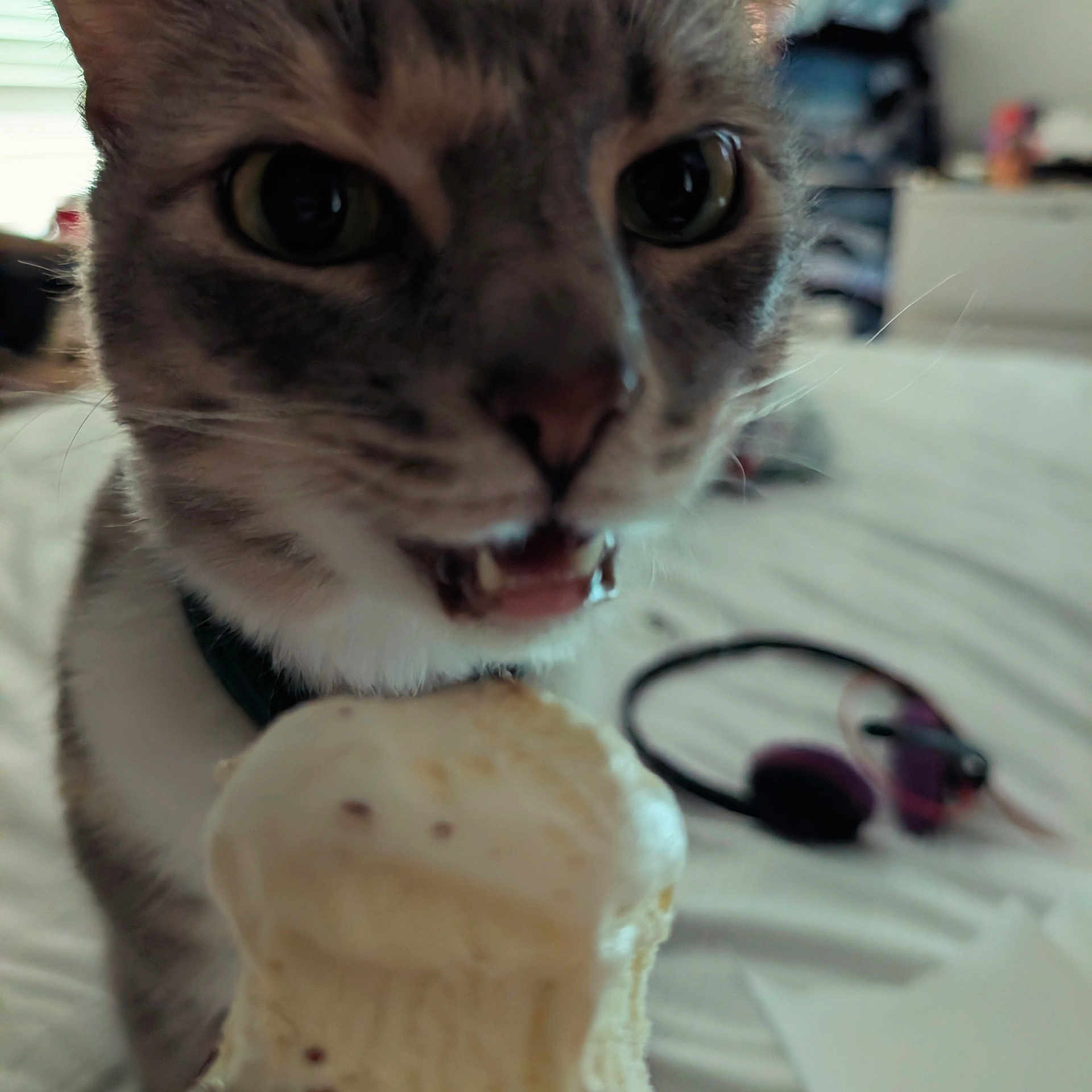 Kiki is registered to the contest to win money with this photo: cat, close_up, pet, animal, indoor, bed, furniture, headphones, curious, sniffing, treat, blurry, whiskers, mouth, nose, fur, domestic, cute, companion, soft_light