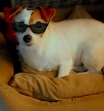Dolly a rejoint le concours — aidez-le/la à gagner de superbes lots ! canidae, carnivore, chihuahua, comfort, companion_dog, dog, dog_breed, dog_supply, eyewear, fawn, fur, non_sporting_group, paw, pet_supply, small_terrier, sunglasses, tail, toy_dog, whiskers, working_animal