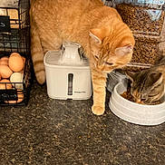 Jean-Ralphio is registered to the contest to win money with this photo: cat, ginger_cat, tabby_cat, kitchen_counter, pet_food, water_fountain, eggs, food_bowl, pet_supplies, indoor, curious, feline, orange_cat, striped_cat, domestic_cat, animal, countertop, closeup, feeding, household