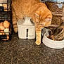 cat, ginger_cat, tabby_cat, kitchen_counter, pet_food, water_fountain, eggs, food_bowl, pet_supplies, indoor, curious, feline, orange_cat, striped_cat, domestic_cat, animal, countertop, closeup, feeding, household