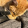 cat, orange_tabby, pet, animal, whiskers, close_up, playing, bed, blanket, fabric, texture, paw, striped, cute, feline, sleeping_area, domestic_animal, soft, relaxed, indoor