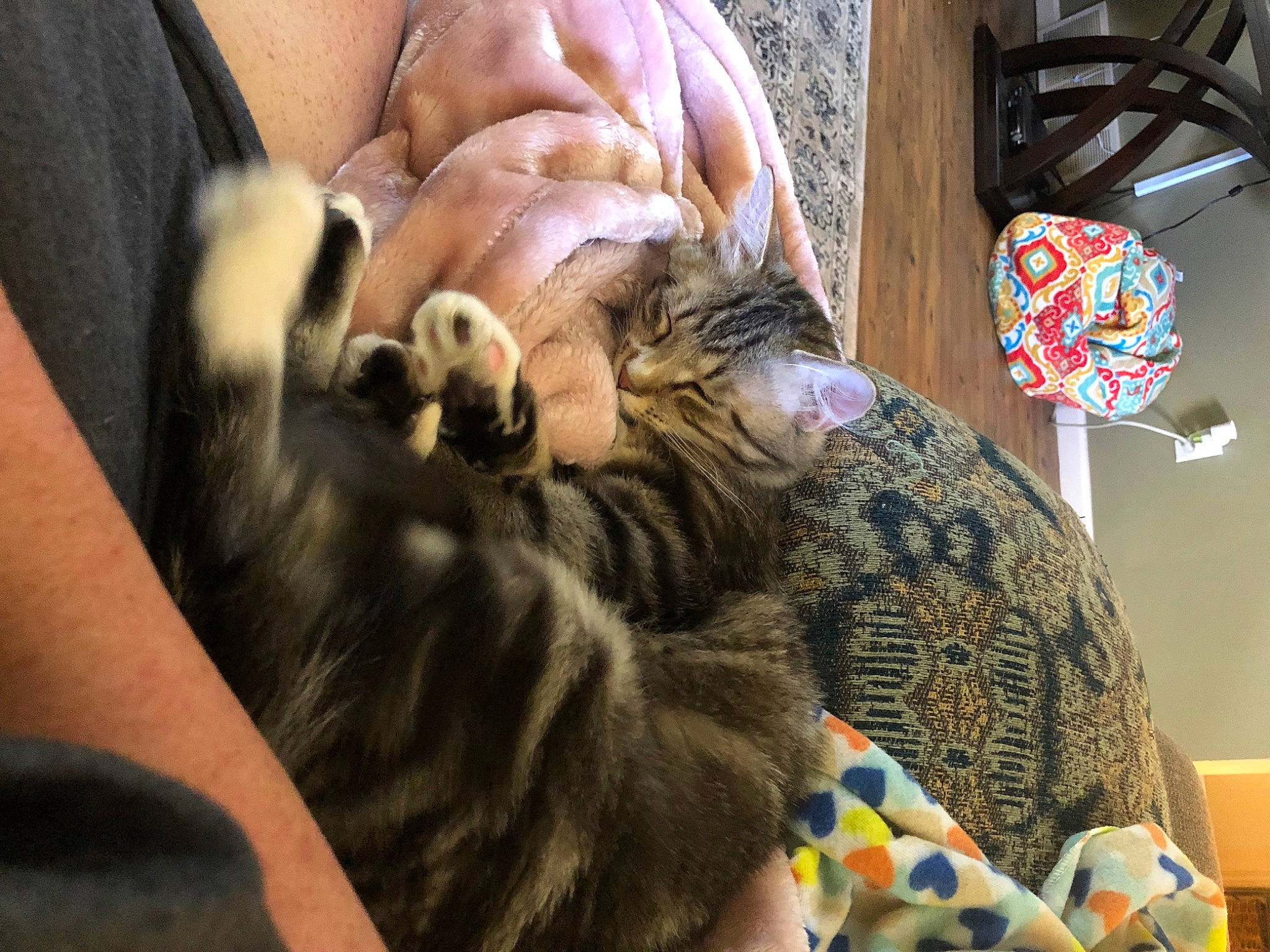 Fluffy is registered to the contest to win money with this photo: art, carnivore, cat, claw, comfort, domestic_short_haired_cat, fawn, felidae, finger, foot, fur, human_leg, nail, nap, paw, small_to_medium_sized_cats, thumb, whiskers, wrinkle, wrist