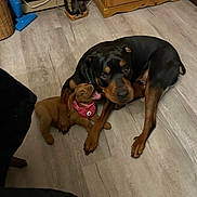 Asher joined the competition — help win amazing prizes! animal, boot, collar, dog, flooring, furniture, hardwood_floor, home_interior, indoor, large_dog, licking, paw, pet, pink_harness, play, playful, puppy, rottweiler, small_dog, wooden_cabinet