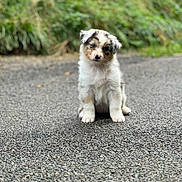 Baïka a rejoint le concours — aidez-le/la à gagner de superbes lots ! puppy, dog, australian_shepherd, sitting, outdoor, road, asphalt, grass, greenery, fluffy, fur, tricolor, blue_eyes, black_markings, white_fur, small_dog, animal_portrait, centered_subject, nature, cute