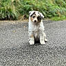animal_portrait, asphalt, australian_shepherd, black_markings, blue_eyes, centered_subject, cute, dog, fluffy, fur, grass, greenery, nature, outdoor, puppy, road, sitting, small_dog, tricolor, white_fur