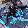 animal, black_dog, blanket, carpet, close_up, dark_fur, dog, indoor, long_legs, lying_down, patterned_blanket, pet, pet_photography, pointed_ears, portrait, short_coat, sitting, stone, white_chest, wood_floor