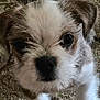 Rocky Beau Jangles joined the competition — help win amazing prizes! puppy, dog, close_up, fur, cute, pet, animal, carpet, indoor, young, face, eyes, small, fluffy, brown, white, adorable, curious, portrait, domestic