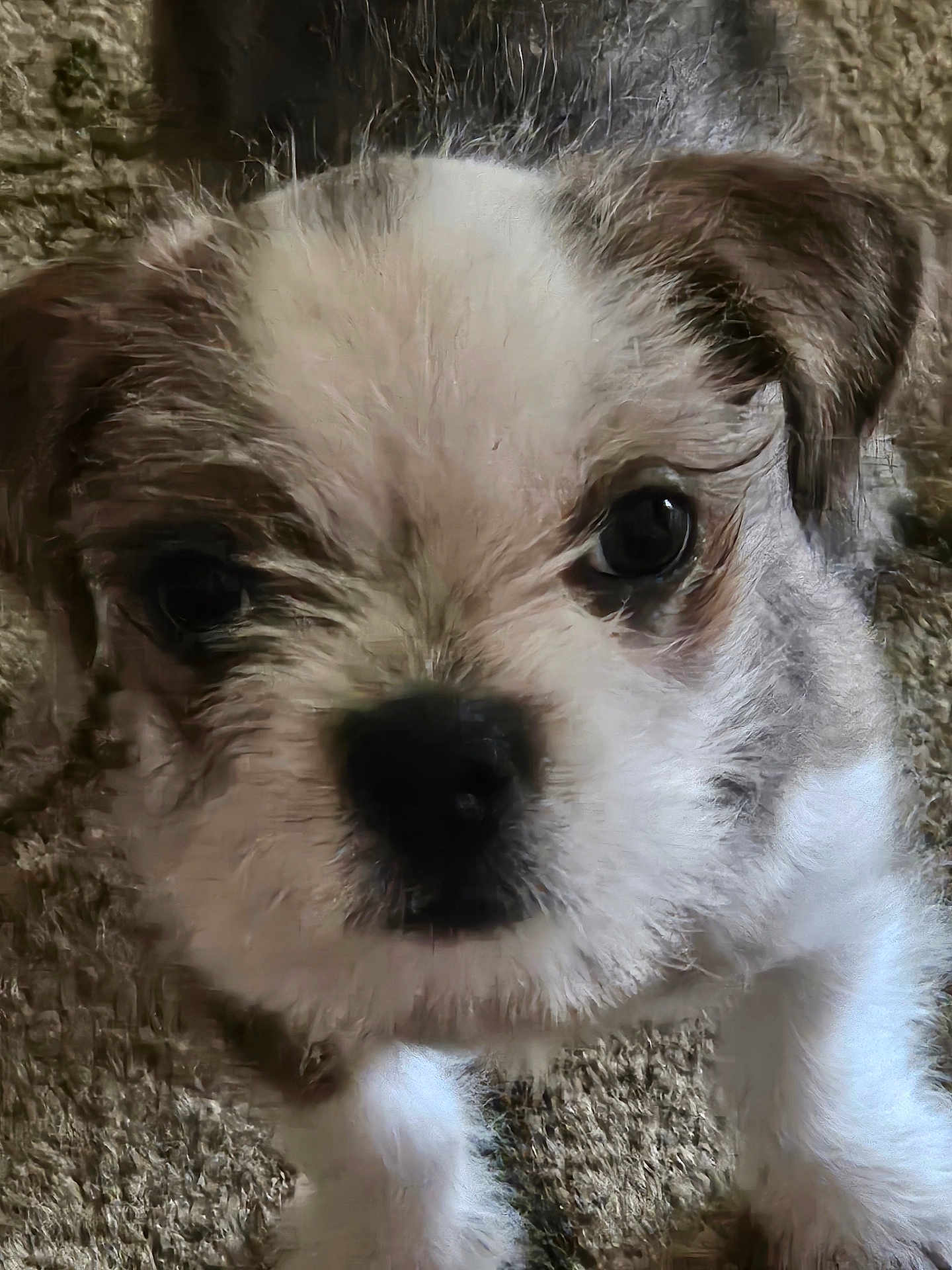 Rocky Beau Jangles joined the competition — help win amazing prizes! puppy, dog, close_up, fur, cute, pet, animal, carpet, indoor, young, face, eyes, small, fluffy, brown, white, adorable, curious, portrait, domestic