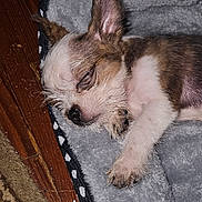 Rocky Beau Jangles is registered to the contest to win money with this photo: animal, bed, blanket, companion, cozy, cute, dog, domestic, ears, fur, indoors, paw, pet, puppy, resting, sleeping, small, soft, wood_floor, young