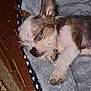 animal, bed, blanket, companion, cozy, cute, dog, domestic, ears, fur, indoors, paw, pet, puppy, resting, sleeping, small, soft, wood_floor, young