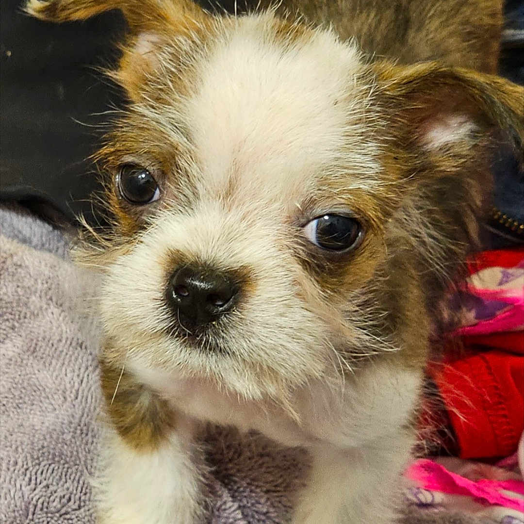 Rocky Beau Jangles joined the competition — help win amazing prizes! adorable, animal, brown, close_up, cute, dog, ears, face, fur, indoor, looking, nose, pet, puppy, resting, soft, towel, whiskers, white, young
