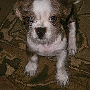 Rocky Beau Jangles joined the competition — help win amazing prizes! puppy, dog, brown, white, fur, carpet, indoor, pet, cute, small, animal, face, ears, sitting, looking, scruffy, young, adorable, closeup, front