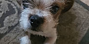 Rocky Beau Jangles is registered to the contest to win money with this photo: animal, brown, canine, carpet, close_up, cute, dog, ears, floor, fur, indoor, looking_up, nose, paw, pet, puppy, small, whiskers, white, young