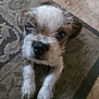 Rocky Beau Jangles is registered to the contest to win money with this photo: puppy, dog, close_up, fur, brown, white, carpet, floor, indoor, pet, cute, animal, small, looking_up, ears, nose, whiskers, paw, young, canine