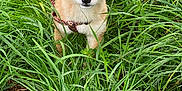 Scarlett a rejoint le concours — aidez-le/la à gagner de superbes lots ! dog, puppy, shiba_inu, grass, leash, harness, outdoor, greenery, nature, pet, animal, cute, curious, dew, morning, small_dog, canine, fur, ears, tail