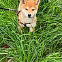 dog, puppy, shiba_inu, grass, leash, harness, outdoor, greenery, nature, pet, animal, cute, curious, dew, morning, small_dog, canine, fur, ears, tail