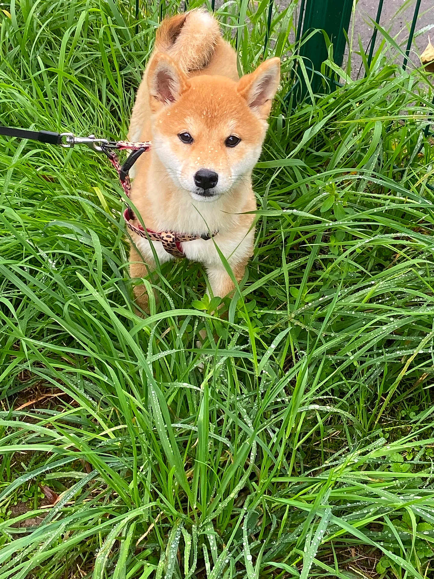 Scarlett a rejoint le concours — aidez-le/la à gagner de superbes lots ! dog, puppy, shiba_inu, grass, leash, harness, outdoor, greenery, nature, pet, animal, cute, curious, dew, morning, small_dog, canine, fur, ears, tail