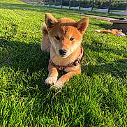 Scarlett participe au concours pour gagner de l'argent avec cette photo : dog, puppy, shiba_inu, grass, outdoor, sunlight, leash, pet, animal, garden, fence, toy, nature, greenery, canine, cute, young, fur, mammal, daylight